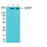 Western blot - GANP Antibody from Signalway Antibody (33383) - Antibodies.com