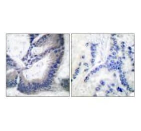 Immunohistochemistry - iNOS Antibody from Signalway Antibody (33424) - Antibodies.com