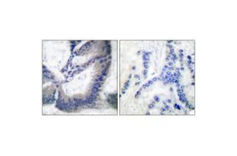 Immunohistochemistry - iNOS Antibody from Signalway Antibody (33424) - Antibodies.com