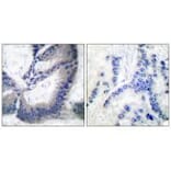 Immunohistochemistry - iNOS Antibody from Signalway Antibody (33424) - Antibodies.com