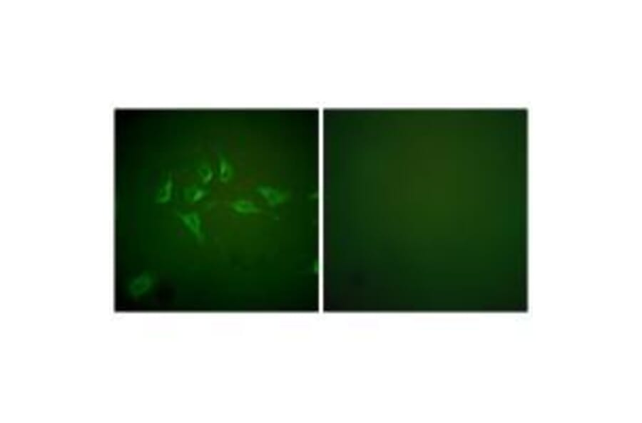 Immunofluorescence - iNOS Antibody from Signalway Antibody (33424) - Antibodies.com