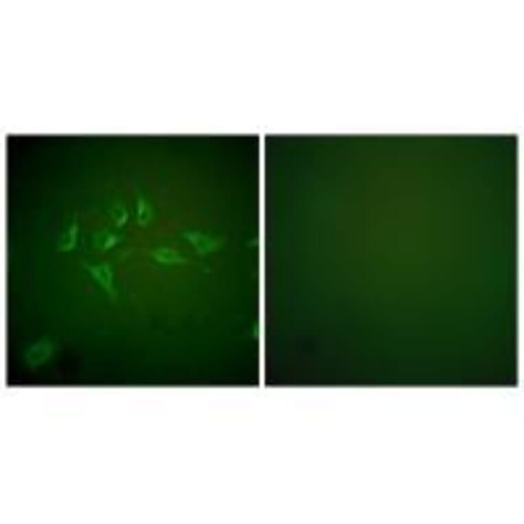 Immunofluorescence - iNOS Antibody from Signalway Antibody (33424) - Antibodies.com