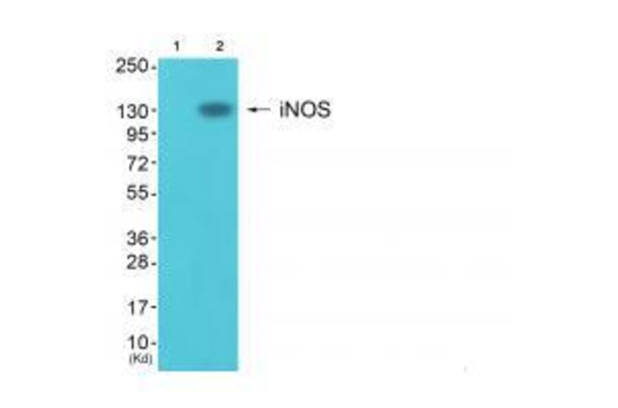 Western blot - iNOS Antibody from Signalway Antibody (33424) - Antibodies.com