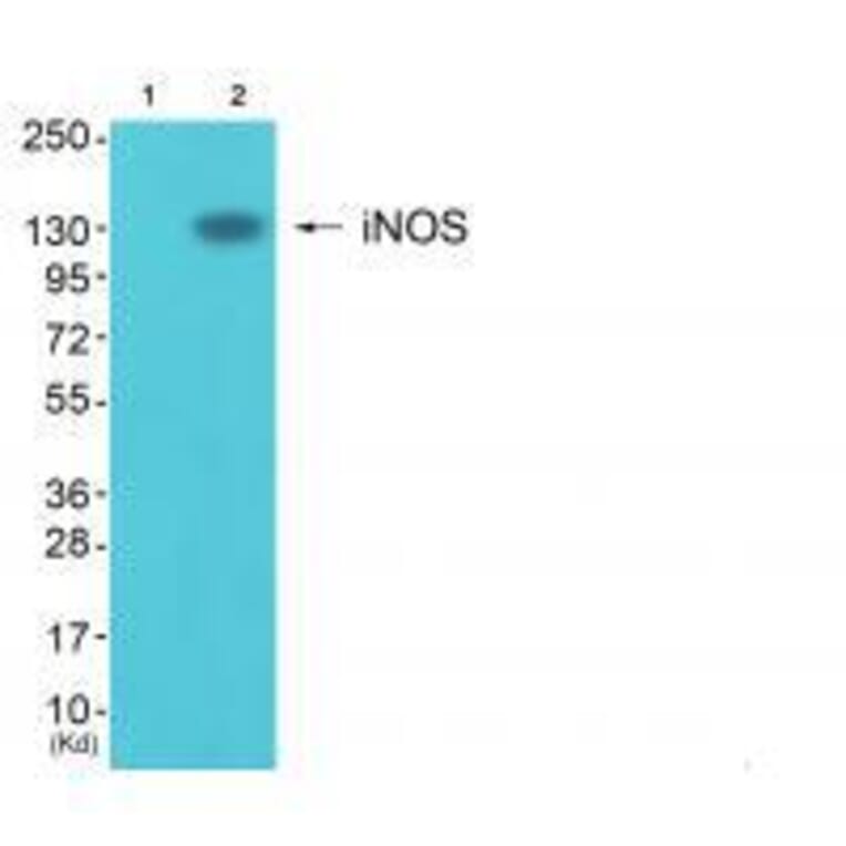 Western blot - iNOS Antibody from Signalway Antibody (33424) - Antibodies.com