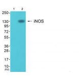 Western blot - iNOS Antibody from Signalway Antibody (33424) - Antibodies.com