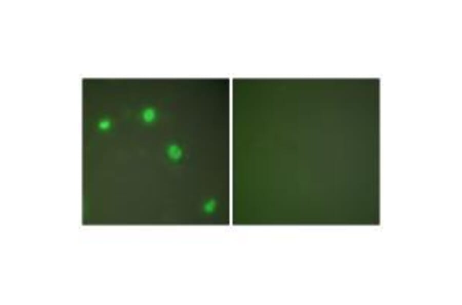 Immunofluorescence - Ku70 Antibody from Signalway Antibody (33426) - Antibodies.com