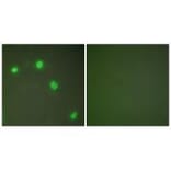 Immunofluorescence - Ku70 Antibody from Signalway Antibody (33426) - Antibodies.com