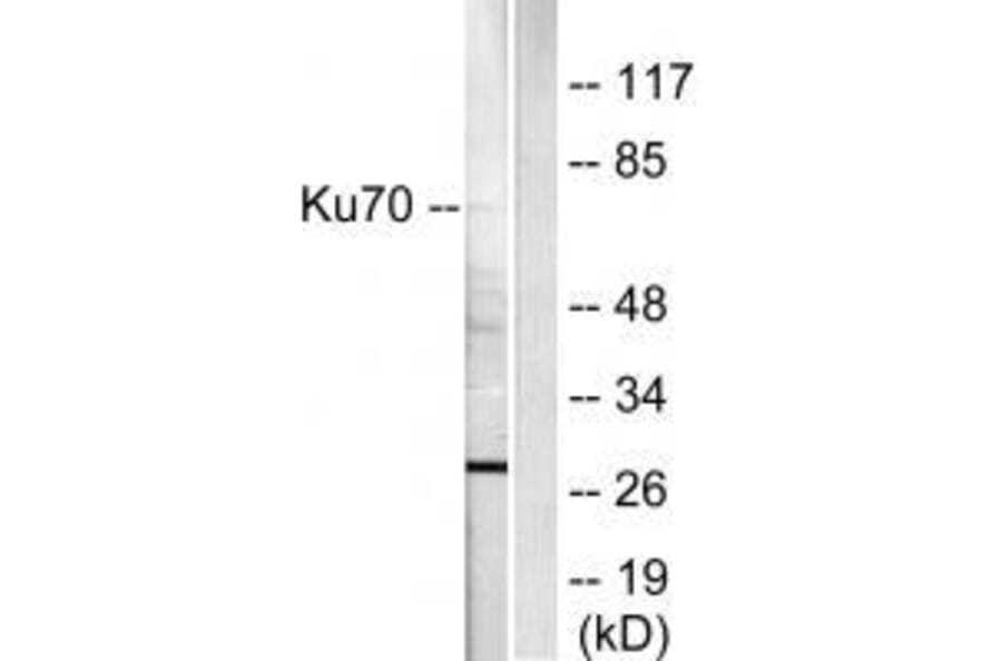 Western blot - Ku70 Antibody from Signalway Antibody (33426) - Antibodies.com