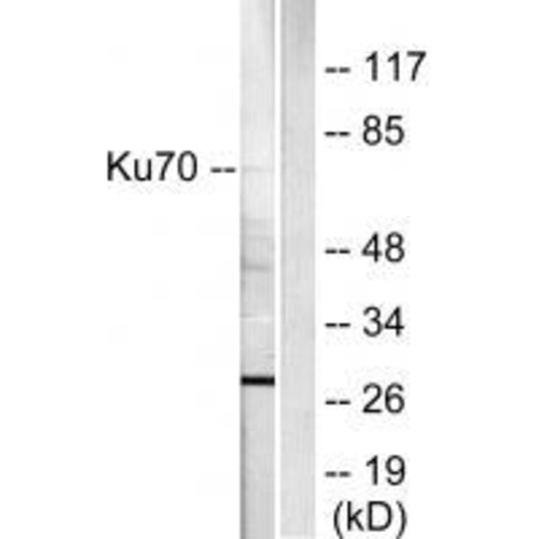 Western blot - Ku70 Antibody from Signalway Antibody (33426) - Antibodies.com