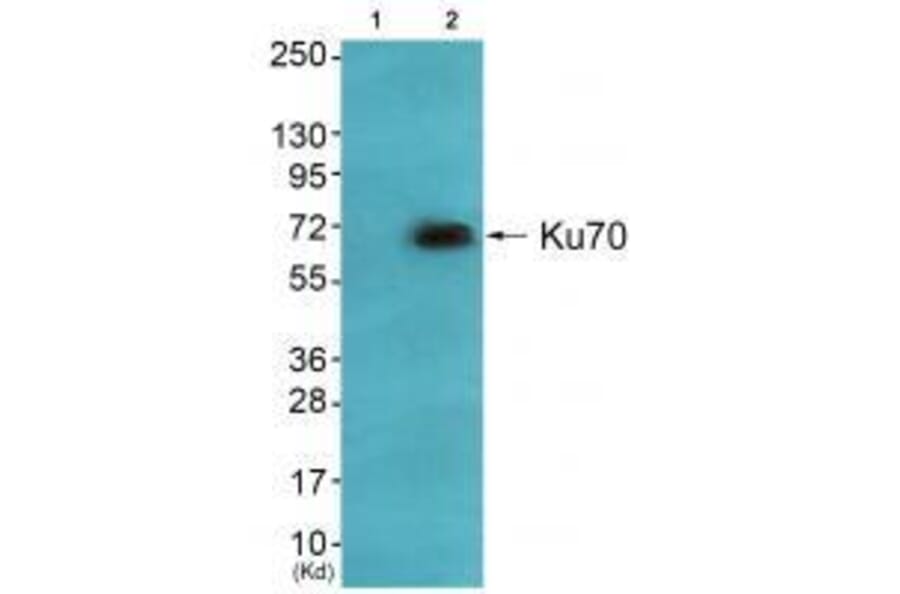 Western blot - Ku70 Antibody from Signalway Antibody (33426) - Antibodies.com