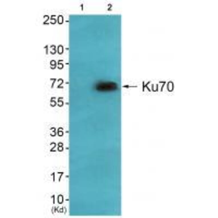 Western blot - Ku70 Antibody from Signalway Antibody (33426) - Antibodies.com