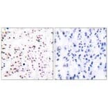Immunohistochemistry - MCM5 Antibody from Signalway Antibody (33432) - Antibodies.com