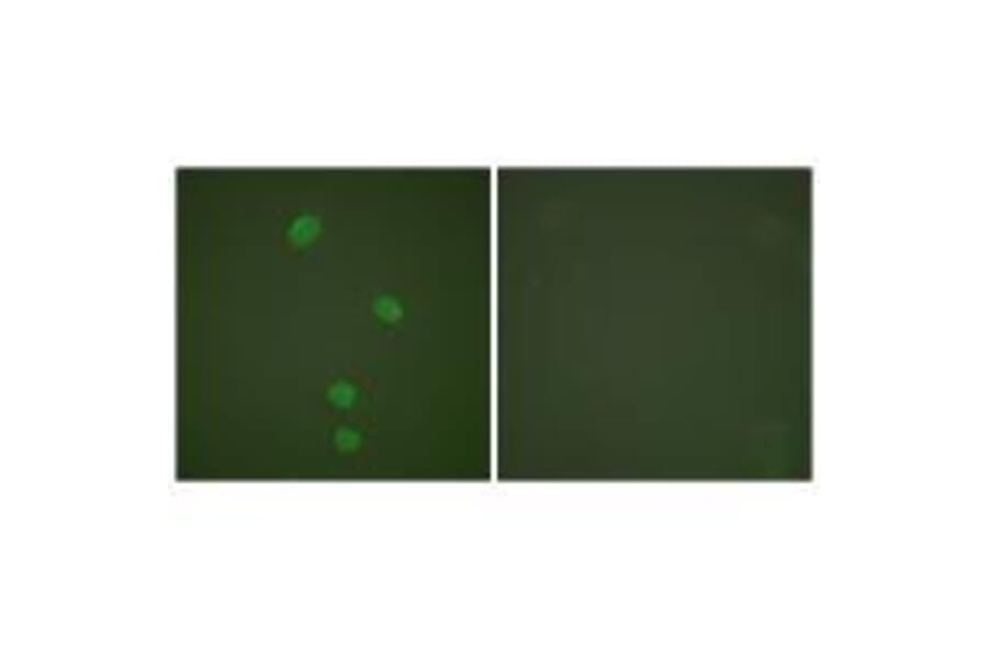 Immunofluorescence - MCM5 Antibody from Signalway Antibody (33432) - Antibodies.com