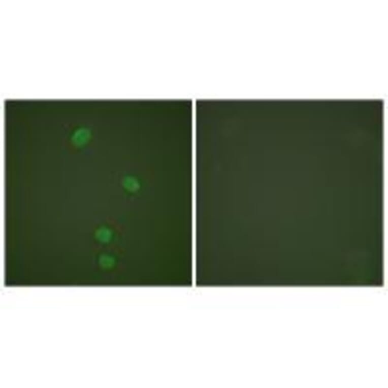 Immunofluorescence - MCM5 Antibody from Signalway Antibody (33432) - Antibodies.com
