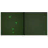 Immunofluorescence - MCM5 Antibody from Signalway Antibody (33432) - Antibodies.com
