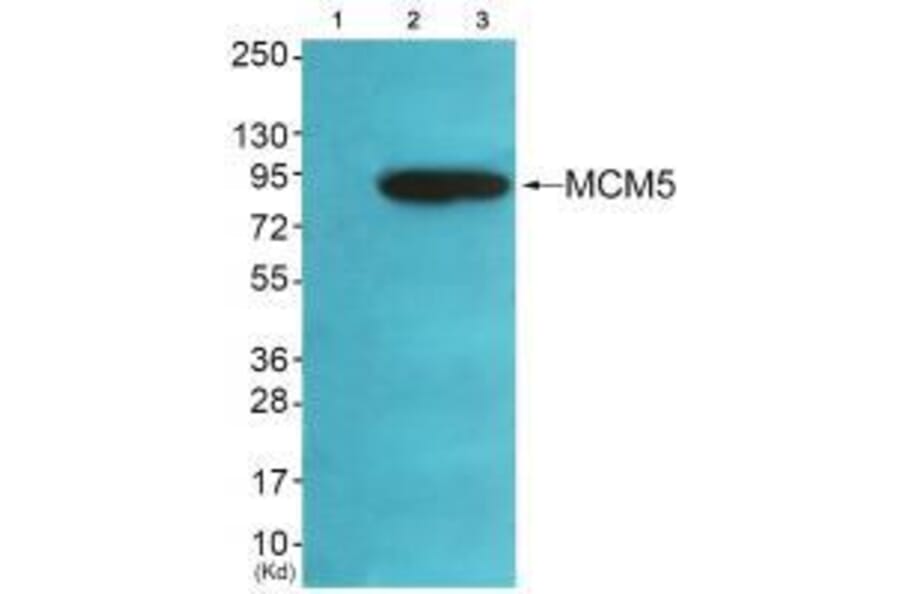 Western blot - MCM5 Antibody from Signalway Antibody (33432) - Antibodies.com