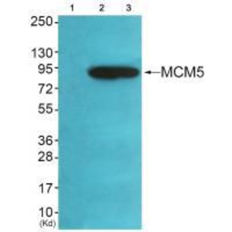 Western blot - MCM5 Antibody from Signalway Antibody (33432) - Antibodies.com