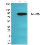 Western blot - MCM5 Antibody from Signalway Antibody (33432) - Antibodies.com