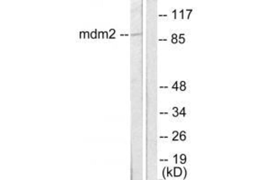 Western blot - MDM2 Antibody from Signalway Antibody (33433) - Antibodies.com