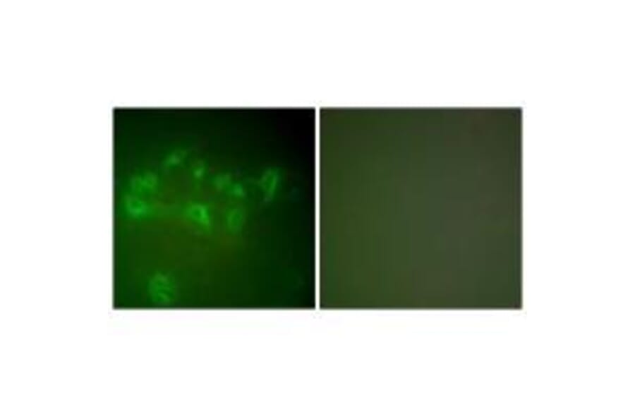 Immunofluorescence - MDM2 Antibody from Signalway Antibody (33433) - Antibodies.com