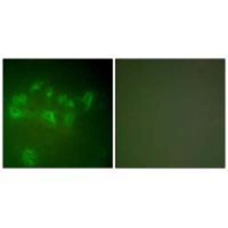 Immunofluorescence - MDM2 Antibody from Signalway Antibody (33433) - Antibodies.com