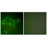 Immunofluorescence - MDM2 Antibody from Signalway Antibody (33433) - Antibodies.com