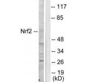 Western blot - NRF2 Antibody from Signalway Antibody (33450) - Antibodies.com