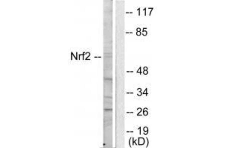 Western blot - NRF2 Antibody from Signalway Antibody (33450) - Antibodies.com