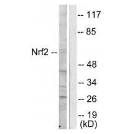 Western blot - NRF2 Antibody from Signalway Antibody (33450) - Antibodies.com