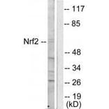 Western blot - NRF2 Antibody from Signalway Antibody (33450) - Antibodies.com