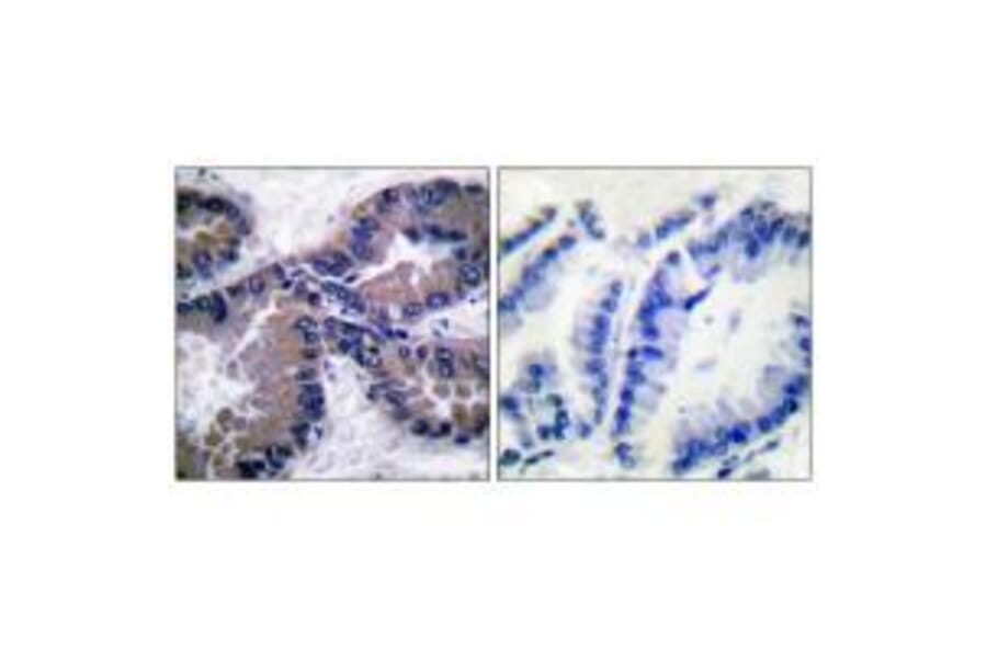 Immunohistochemistry - NRF2 Antibody from Signalway Antibody (33450) - Antibodies.com
