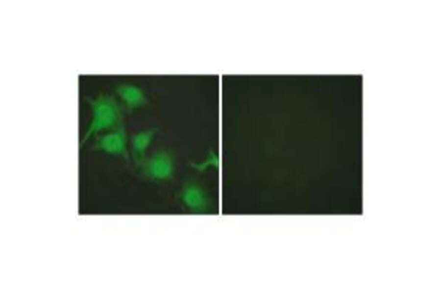 Immunofluorescence - NRF2 Antibody from Signalway Antibody (33450) - Antibodies.com