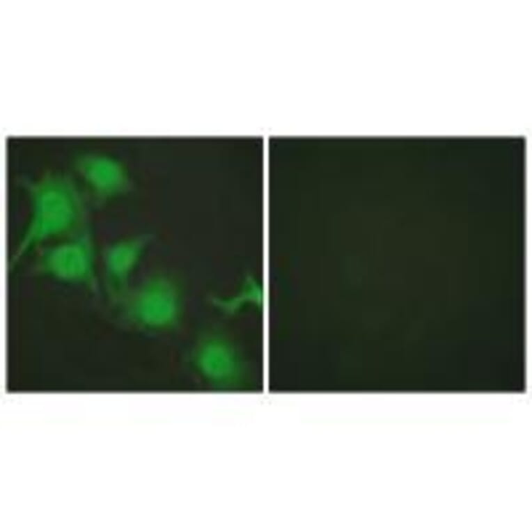 Immunofluorescence - NRF2 Antibody from Signalway Antibody (33450) - Antibodies.com