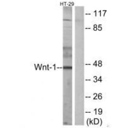 Western blot - WNT1 Antibody from Signalway Antibody (33543) - Antibodies.com
