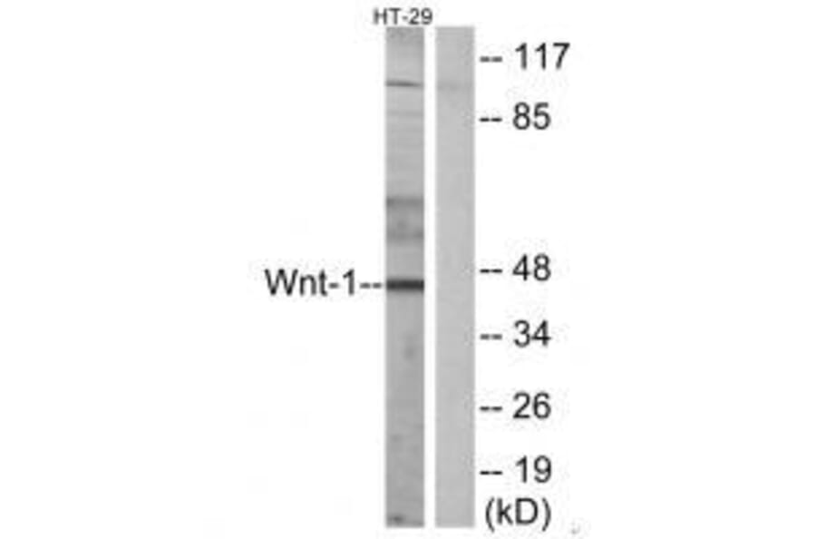 Western blot - WNT1 Antibody from Signalway Antibody (33543) - Antibodies.com