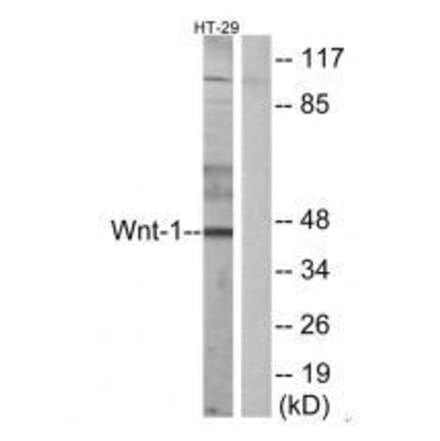Western blot - WNT1 Antibody from Signalway Antibody (33543) - Antibodies.com