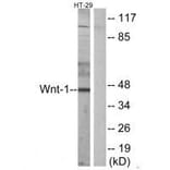 Western blot - WNT1 Antibody from Signalway Antibody (33543) - Antibodies.com