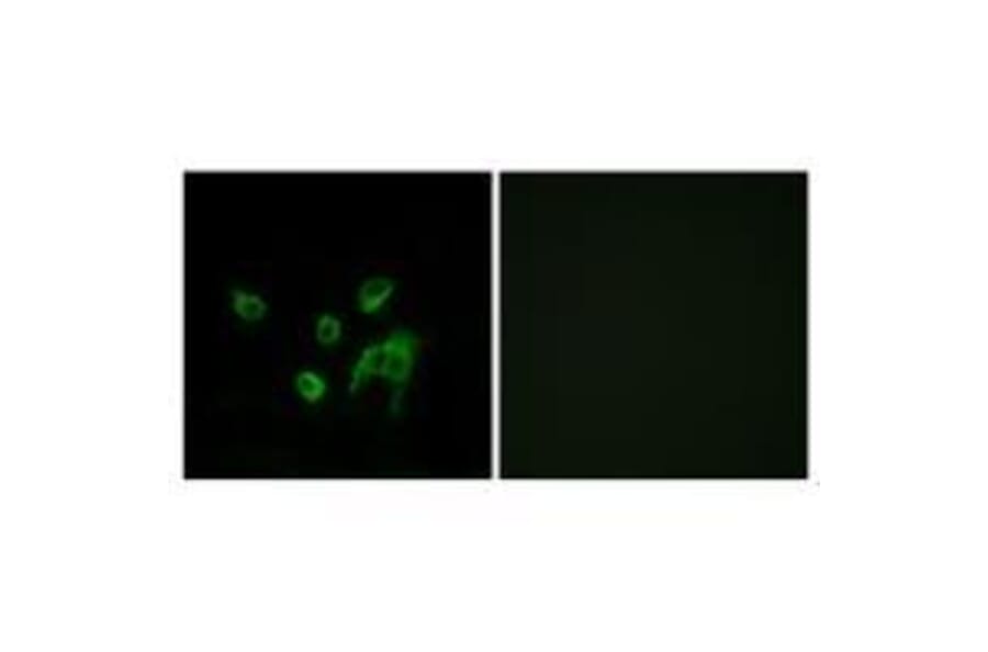 Immunofluorescence - WNT1 Antibody from Signalway Antibody (33543) - Antibodies.com