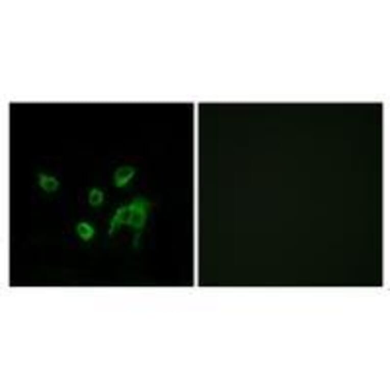 Immunofluorescence - WNT1 Antibody from Signalway Antibody (33543) - Antibodies.com