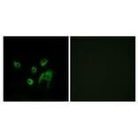 Immunofluorescence - WNT1 Antibody from Signalway Antibody (33543) - Antibodies.com