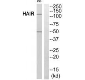 Western blot - HAIR Antibody from Signalway Antibody (33588) - Antibodies.com