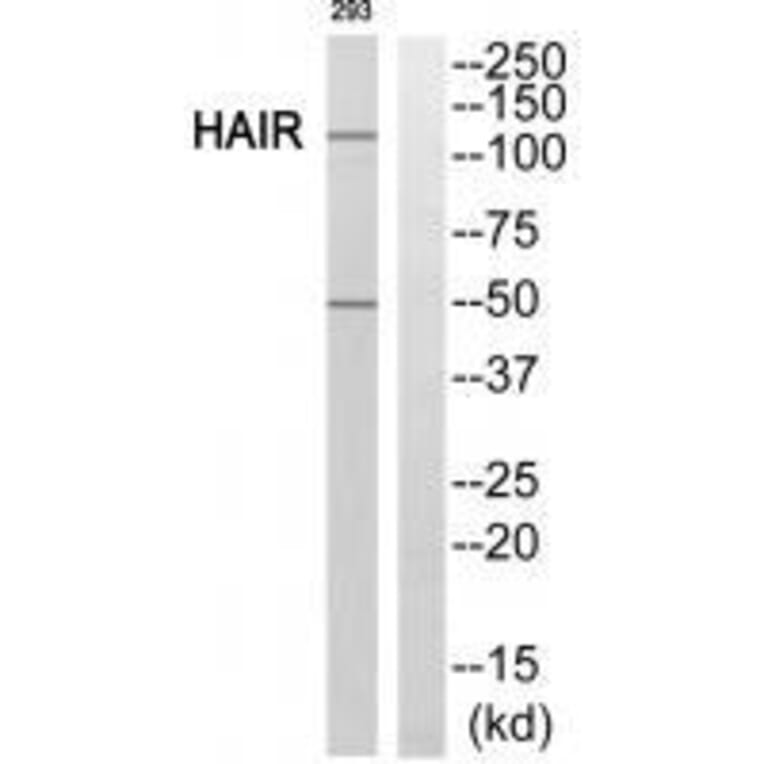 Western blot - HAIR Antibody from Signalway Antibody (33588) - Antibodies.com