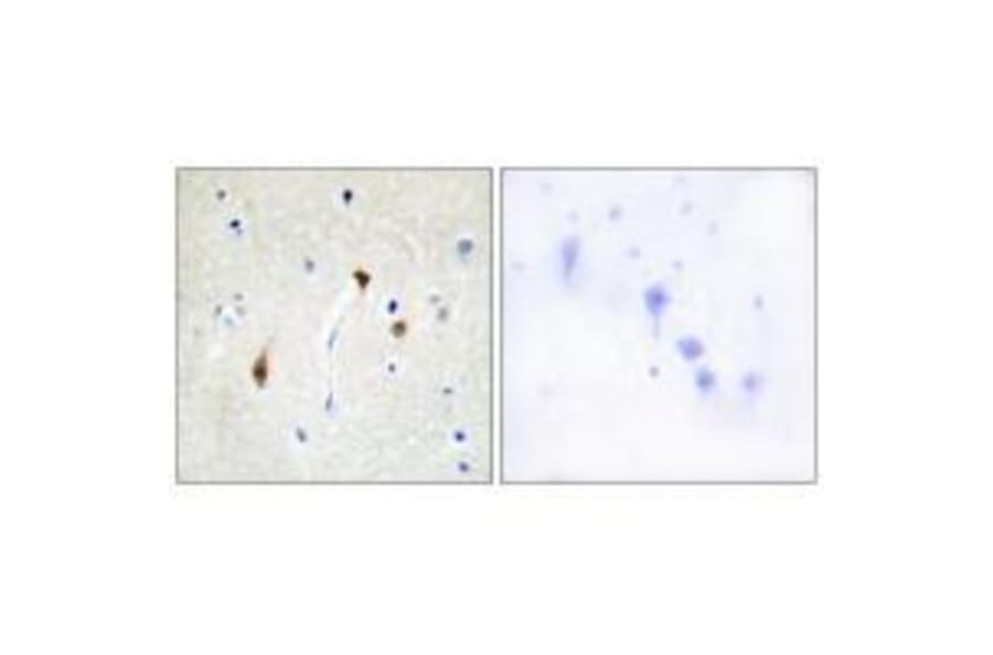 Immunohistochemistry - HAIR Antibody from Signalway Antibody (33588) - Antibodies.com