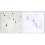 Immunohistochemistry - HAIR Antibody from Signalway Antibody (33588) - Antibodies.com