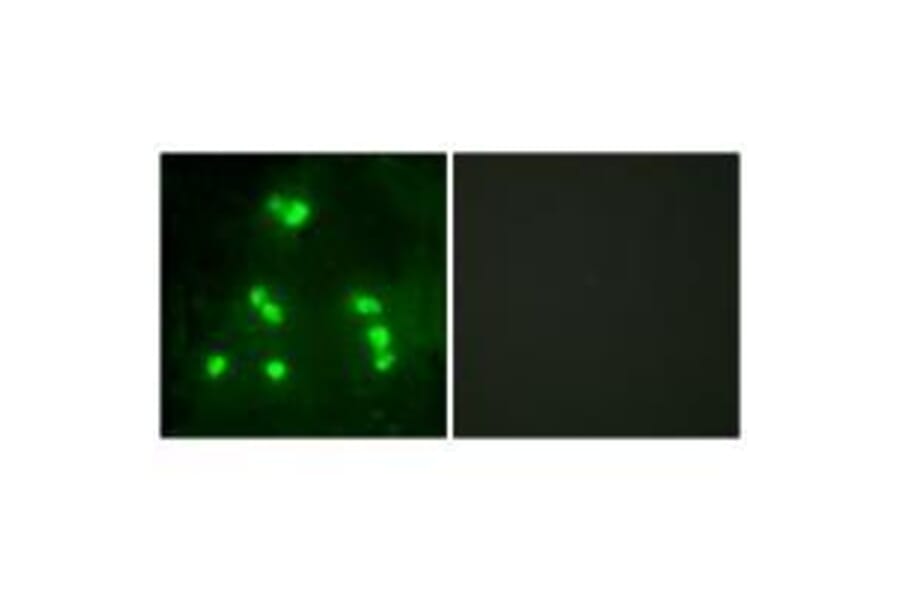 Immunofluorescence - HAIR Antibody from Signalway Antibody (33588) - Antibodies.com