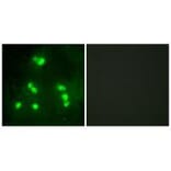 Immunofluorescence - HAIR Antibody from Signalway Antibody (33588) - Antibodies.com