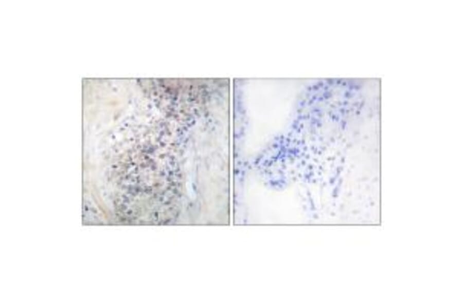 Immunohistochemistry - LRAT Antibody from Signalway Antibody (33628) - Antibodies.com