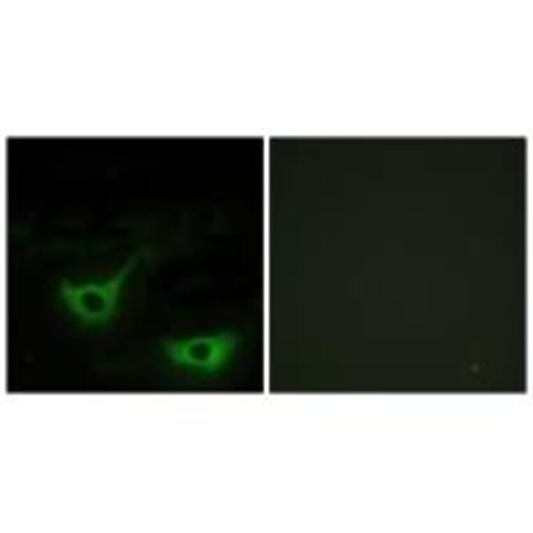 Immunofluorescence - CALR Antibody from Signalway Antibody (33733) - Antibodies.com