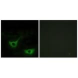 Immunofluorescence - CALR Antibody from Signalway Antibody (33733) - Antibodies.com