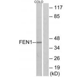 Western blot - FEN1 Antibody from Signalway Antibody (33763) - Antibodies.com